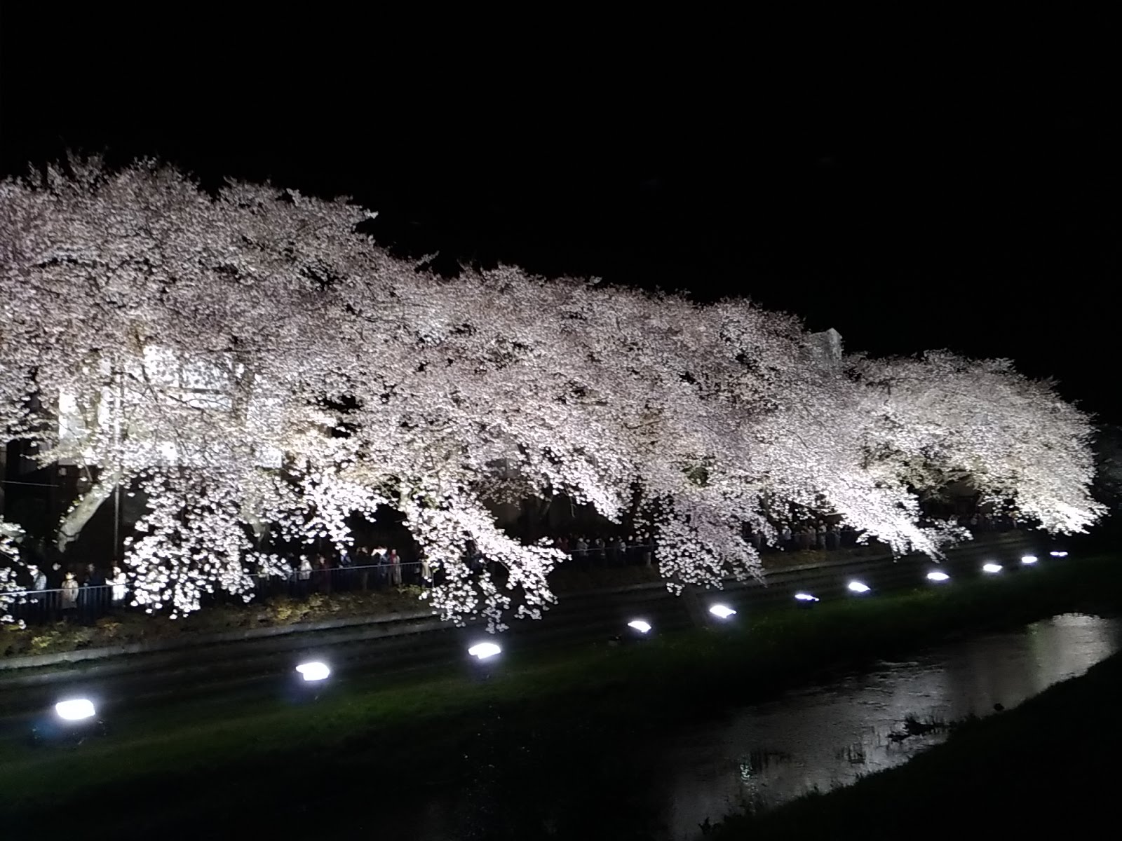 19年はいつ 調布野川のたった一晩のみの夜桜ライトアップ いちこlog Asia Is Wonderful